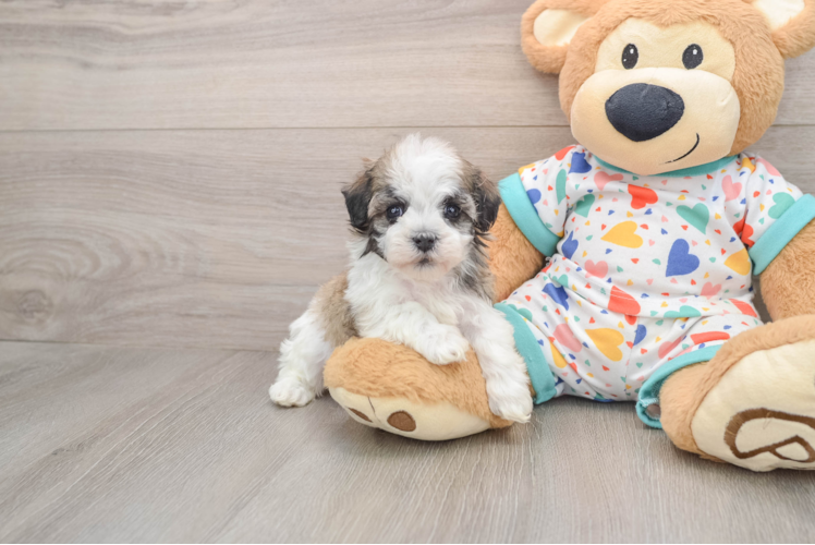 Havanese Pup Being Cute