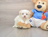 5 week old Havanese Puppy For Sale - Pilesgrove Pups