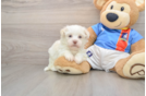 Havanese Puppy for Adoption