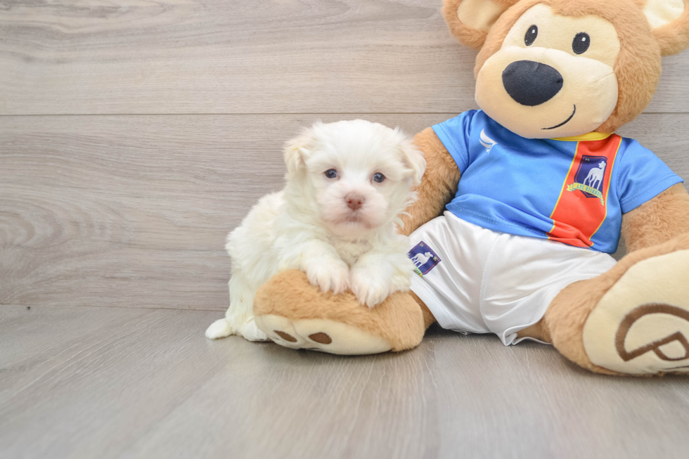 Havanese Puppy for Adoption