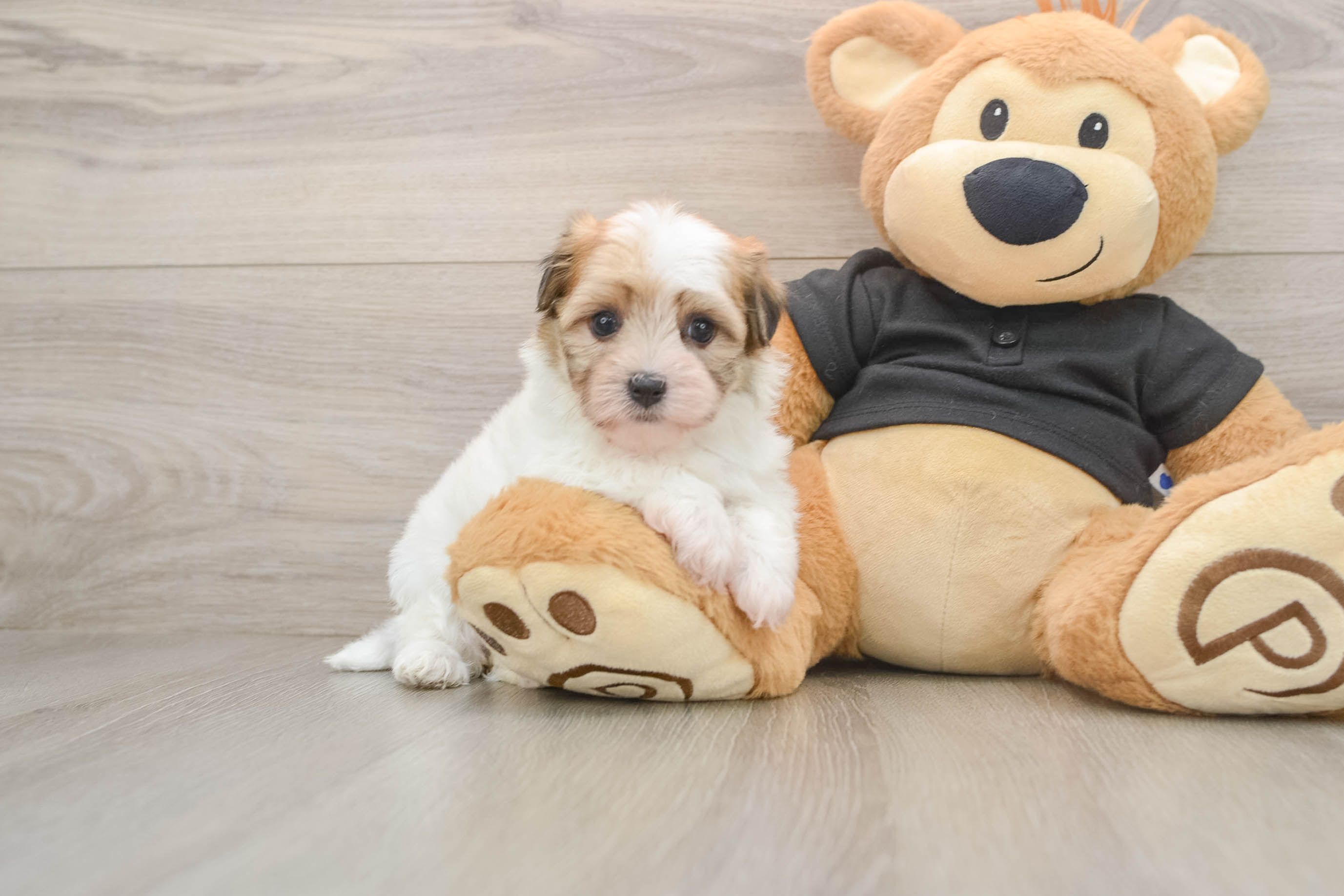 Havanese Pup Being Cute