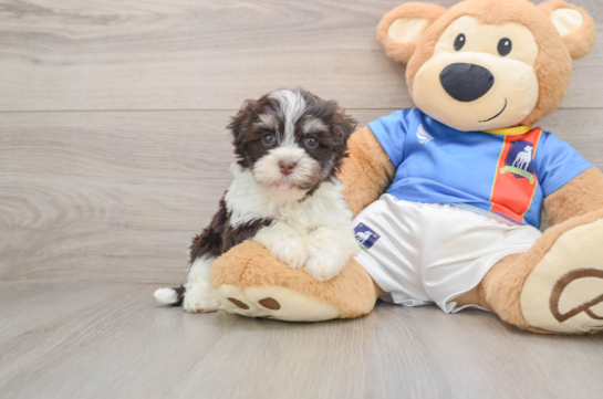 CAROLINA, a Havanese littermate