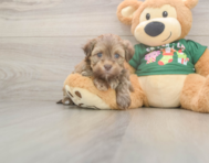 5 week old Havanese Puppy For Sale - Pilesgrove Pups