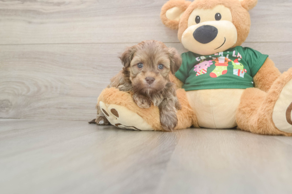 5 week old Havanese Puppy For Sale - Pilesgrove Pups