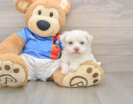 5 week old Havanese Puppy For Sale - Pilesgrove Pups