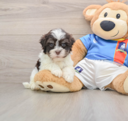 6 week old Havanese Puppy For Sale - Pilesgrove Pups