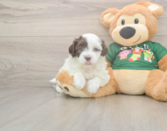 5 week old Havanese Puppy For Sale - Pilesgrove Pups