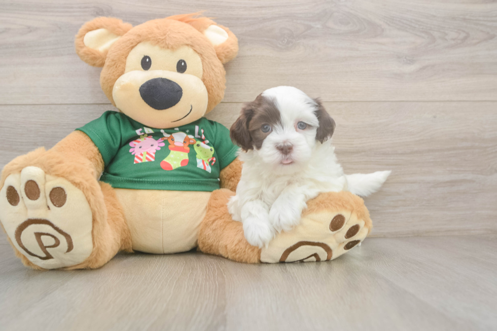 Havanese Pup Being Cute