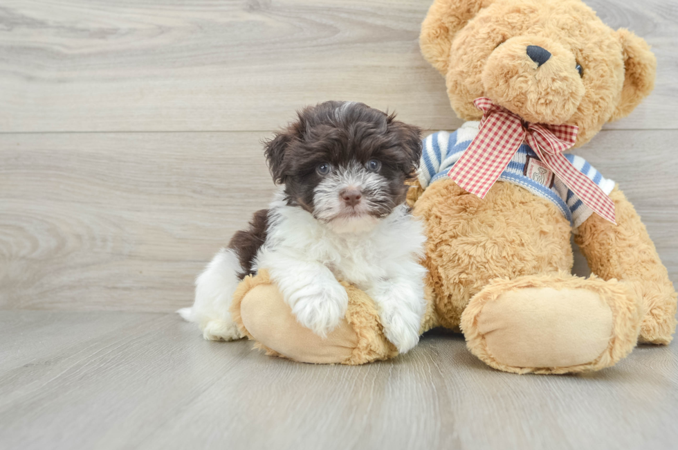 6 week old Havanese Puppy For Sale - Pilesgrove Pups