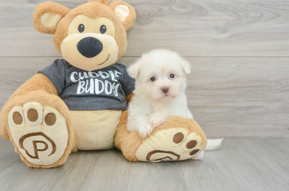 7 week old Havanese Puppy For Sale - Pilesgrove Pups