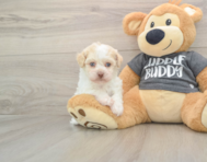 5 week old Havanese Puppy For Sale - Pilesgrove Pups