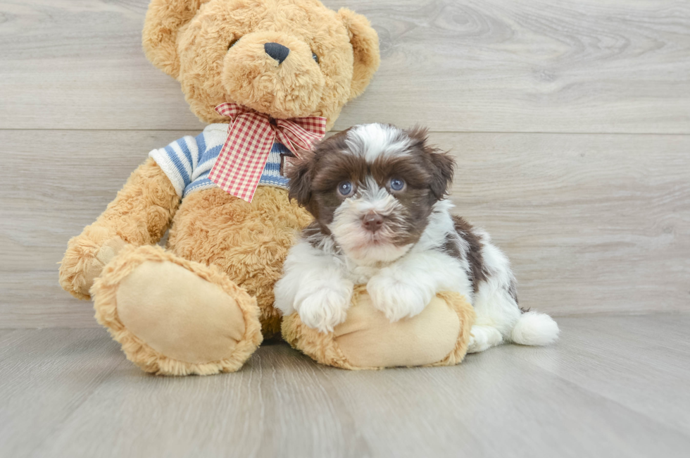 6 week old Havanese Puppy For Sale - Pilesgrove Pups