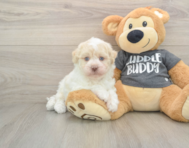 5 week old Havanese Puppy For Sale - Pilesgrove Pups