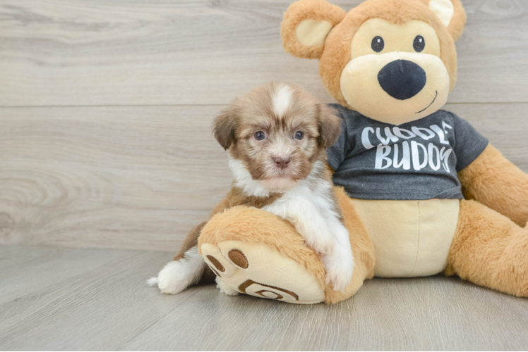 Hypoallergenic Havanese Purebred Pup