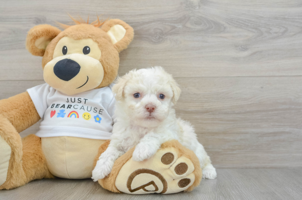 6 week old Havanese Puppy For Sale - Pilesgrove Pups