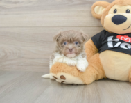 5 week old Havanese Puppy For Sale - Pilesgrove Pups