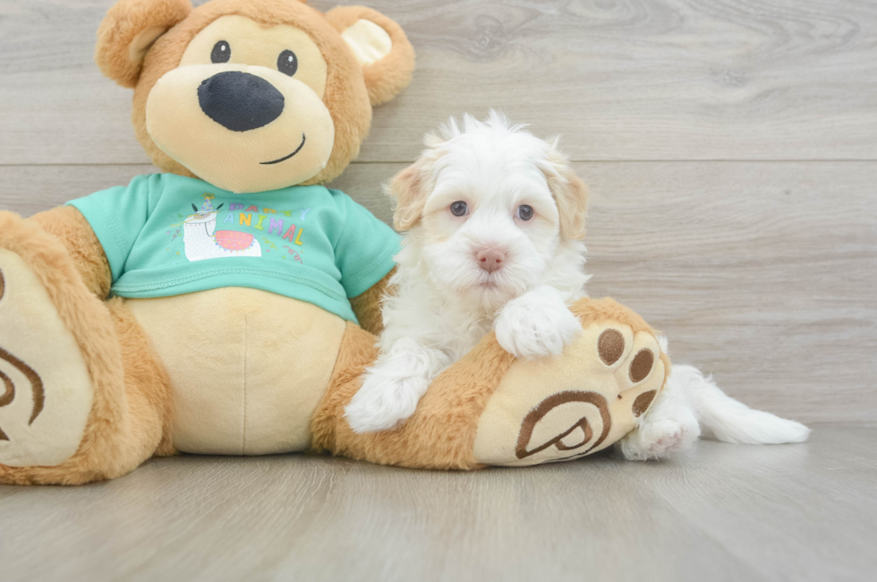 5 week old Havanese Puppy For Sale - Pilesgrove Pups