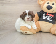 7 week old Havanese Puppy For Sale - Pilesgrove Pups