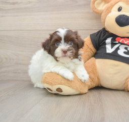 6 week old Havanese Puppy For Sale - Pilesgrove Pups