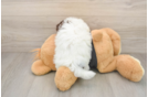 Fluffy Havaneser Purebred Puppy