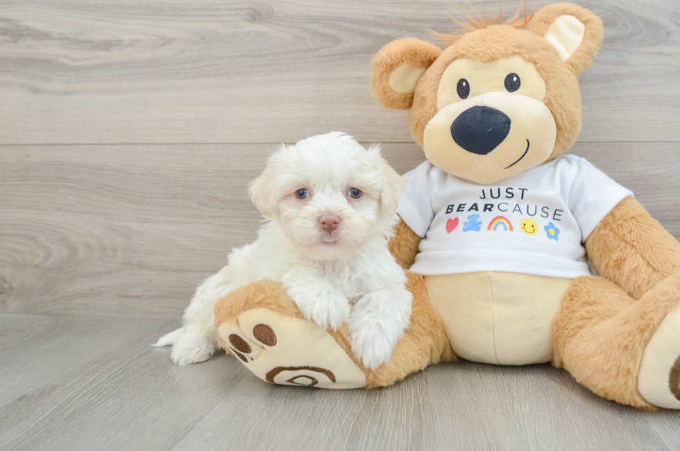 6 week old Havanese Puppy For Sale - Pilesgrove Pups