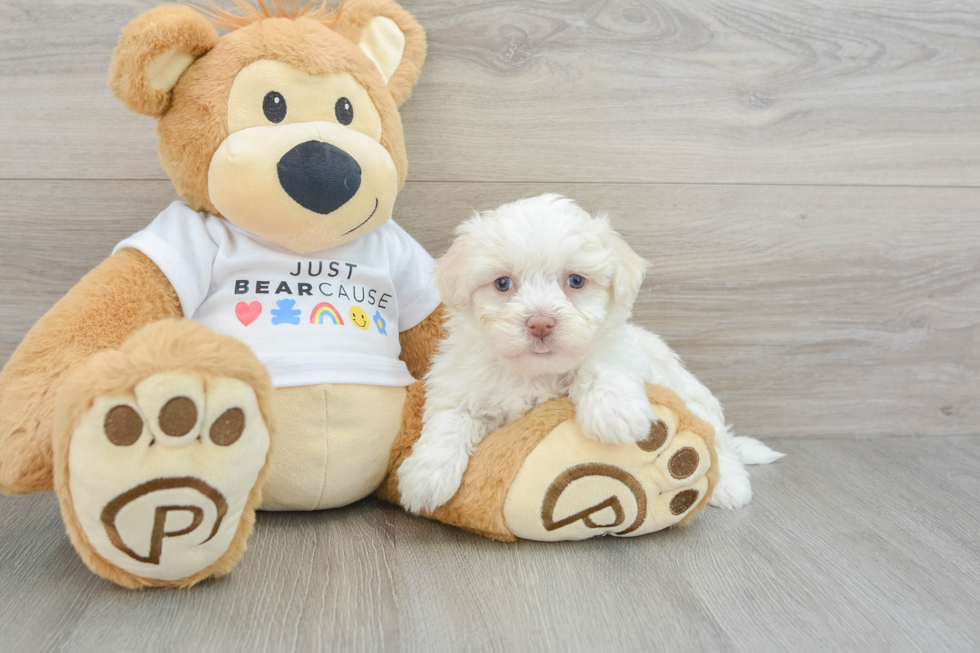 Funny Havanese Purebred Pup