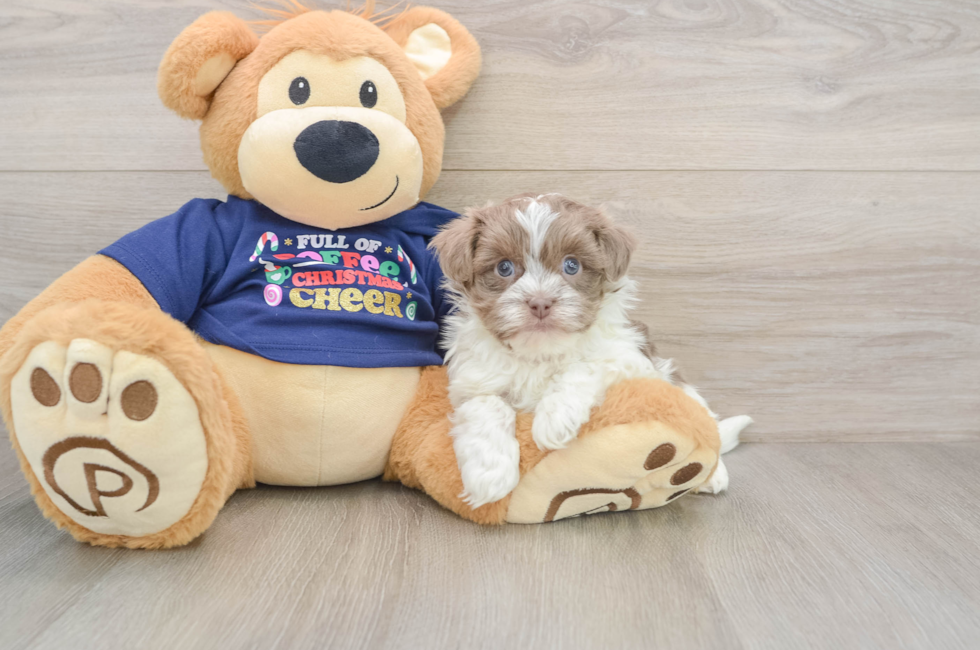 6 week old Havanese Puppy For Sale - Pilesgrove Pups