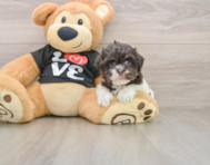 7 week old Havanese Puppy For Sale - Pilesgrove Pups