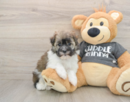 6 week old Havanese Puppy For Sale - Pilesgrove Pups