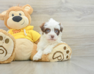 8 week old Havanese Puppy For Sale - Pilesgrove Pups