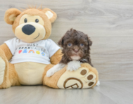 9 week old Havanese Puppy For Sale - Pilesgrove Pups