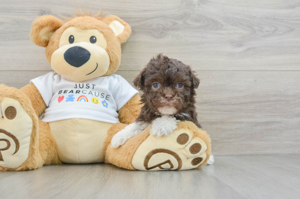 6 week old Havanese Puppy For Sale - Pilesgrove Pups