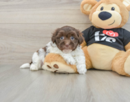 5 week old Havanese Puppy For Sale - Pilesgrove Pups