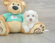 7 week old Havanese Puppy For Sale - Pilesgrove Pups
