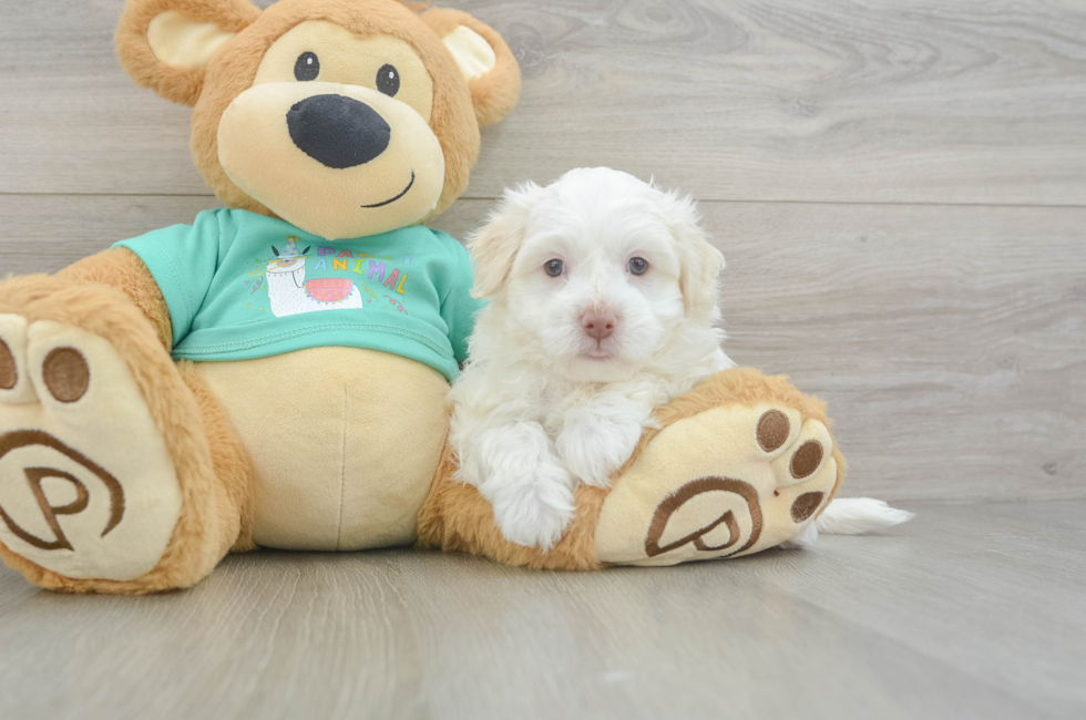 5 week old Havanese Puppy For Sale - Pilesgrove Pups