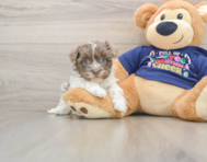 6 week old Havanese Puppy For Sale - Pilesgrove Pups