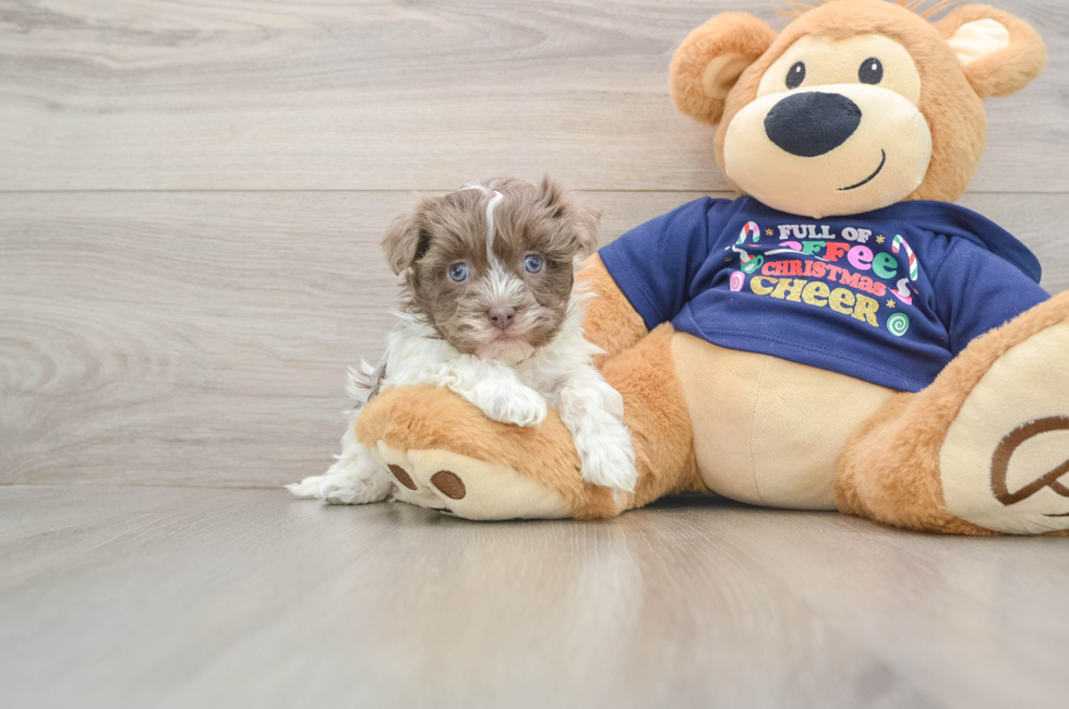 6 week old Havanese Puppy For Sale - Pilesgrove Pups