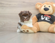 7 week old Havanese Puppy For Sale - Pilesgrove Pups