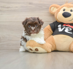 6 week old Havanese Puppy For Sale - Pilesgrove Pups