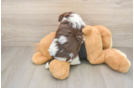 Havanese Puppy for Adoption