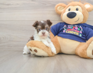 6 week old Havanese Puppy For Sale - Pilesgrove Pups