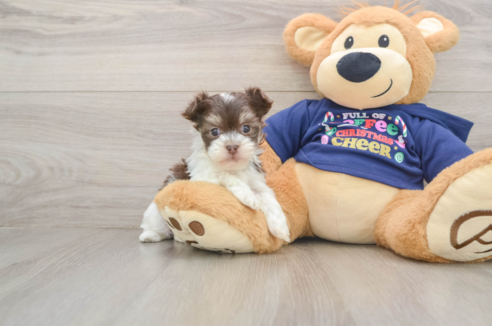 6 week old Havanese Puppy For Sale - Pilesgrove Pups