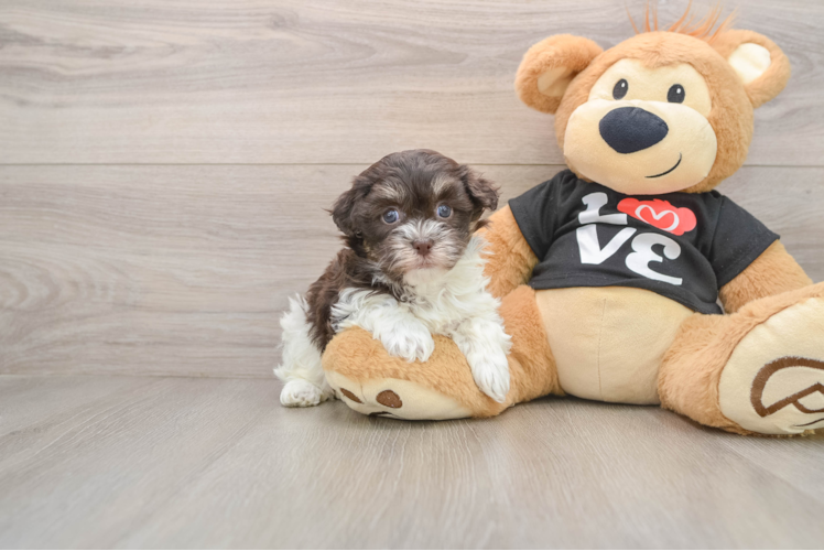 Adorable Havanezer Purebred Puppy