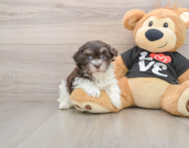 7 week old Havanese Puppy For Sale - Pilesgrove Pups