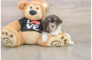 Petite Havaneser Purebred Puppy