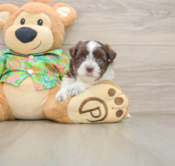 5 week old Havanese Puppy For Sale - Pilesgrove Pups