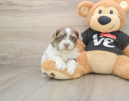 9 week old Havanese Puppy For Sale - Pilesgrove Pups