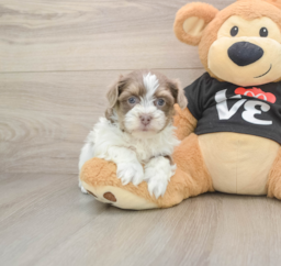 6 week old Havanese Puppy For Sale - Pilesgrove Pups