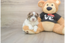 Havanese Puppy for Adoption