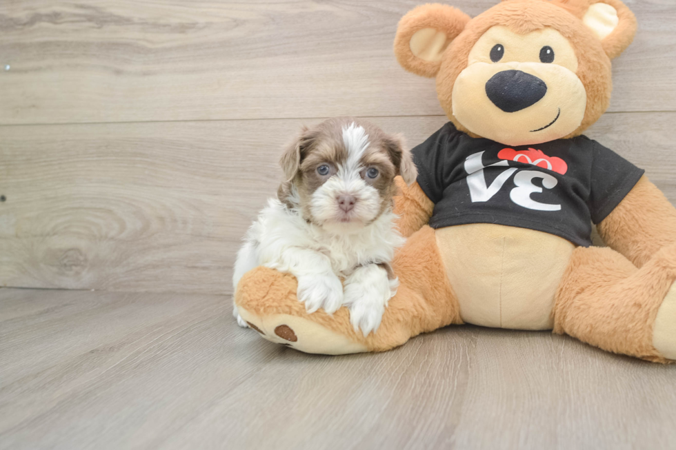Havanese Puppy for Adoption